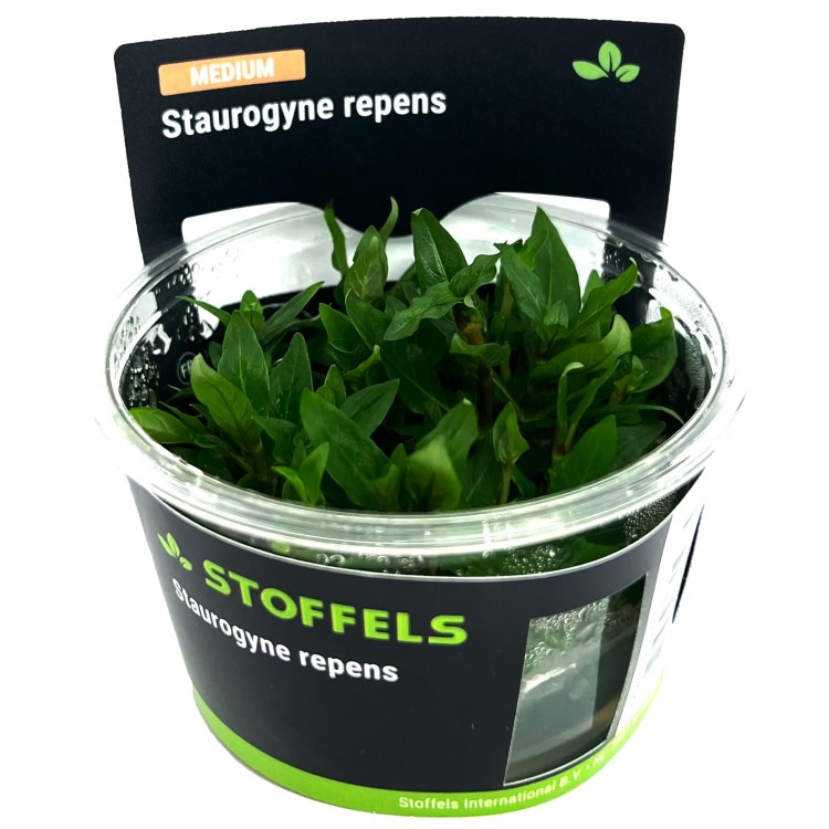 Planta acvariu Staurogyne Repens in vitro Stoffels - imagine 4